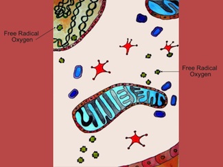 blog mitochondria